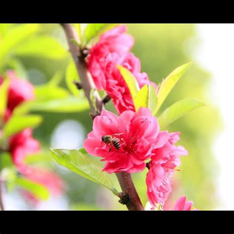 風水 桃花|風水で結婚できた！？桃花位を使った桃花水法で結婚。